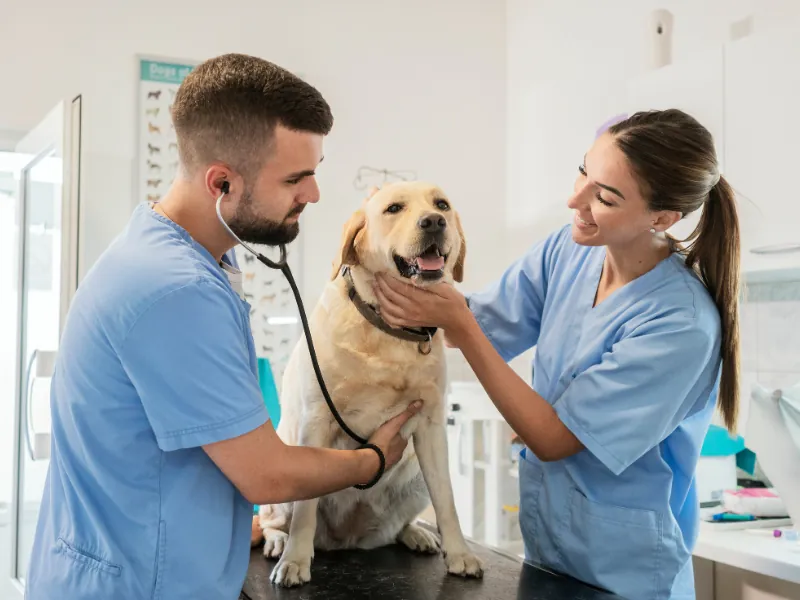 Dois veterinários auscultando um cão labrador em consultório